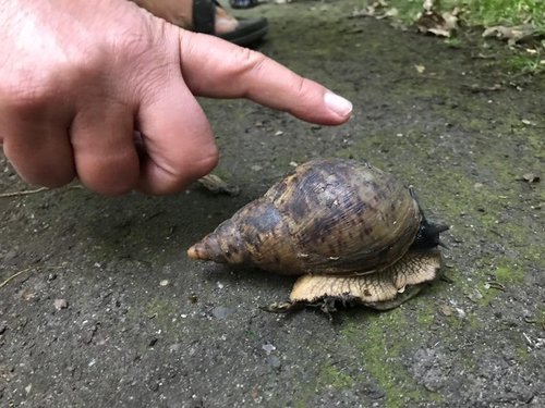 Was für eine Schnecke 2.jpeg