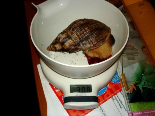 Sept,Okt 2008 Achatina 034.jpg