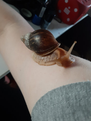 snailu 1.jpg