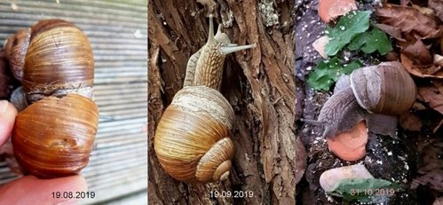 weinbergschnecke.jpg