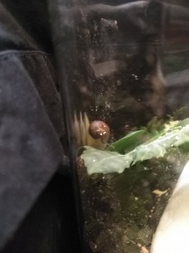 Grunzschnecke 16. 2. 2020 II.jpg