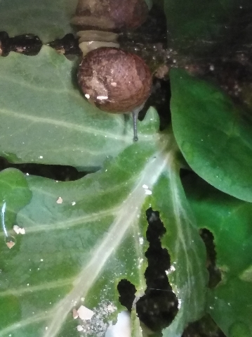 Grunzschnecke 16. 2. 2020 III.jpg