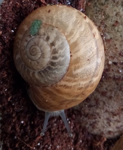 Schnecke_9.jpg