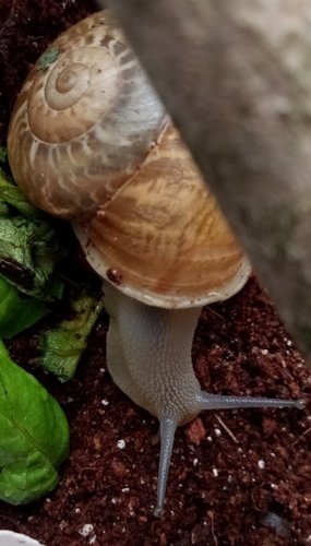 Schnecke_12.jpg