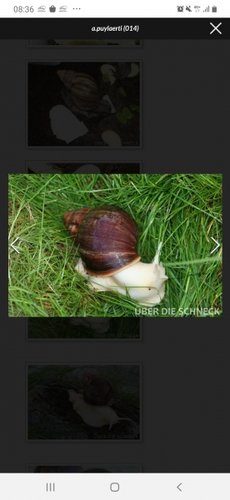 Screenshot_20200329-083623_Samsung Internet.jpg