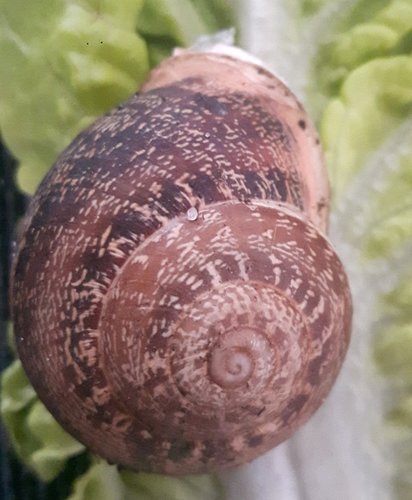 Schnecke_2.jpg