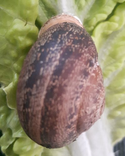 Schnecke_3.jpg