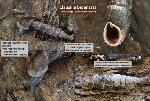 Clausilia bidentata (Zweizähnige Schließmundschnecke) 200416 Kannenbruch (det VWiese)_tn.jpg