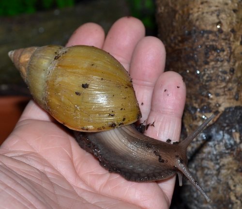 Mathildekrank (2).JPG