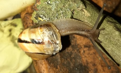 Schnecke abgeblättertes Gehäuse.jpg