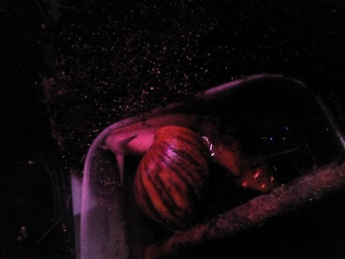 IMG_20200525_014817_0.jpg