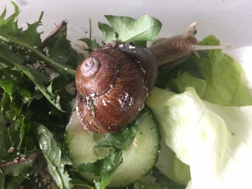 Schnecke4.jpeg