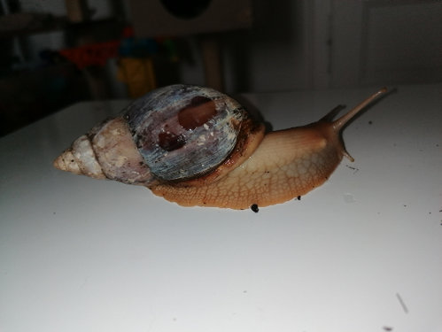 Schnecke 1 seitlich rechts.jpg