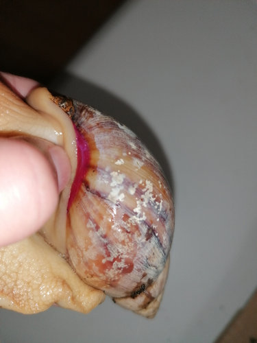 Schnecke 1 Columella.jpg