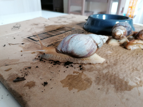 Schnecke 3 seitlich links.jpg