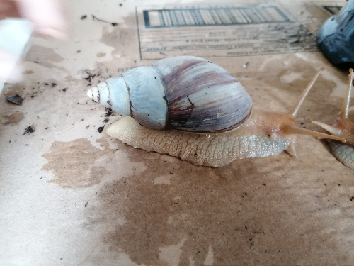 Schnecke 3 seitlich rechts.jpg