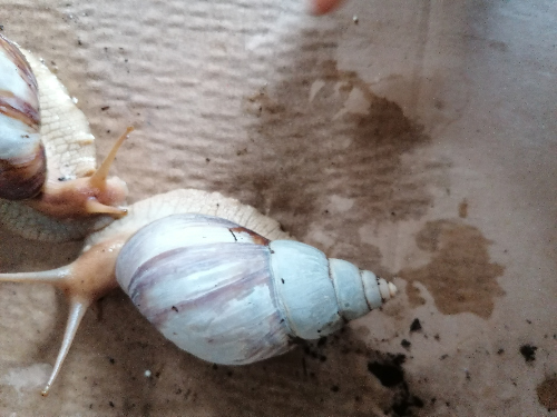 Schnecke 3 oben.jpg