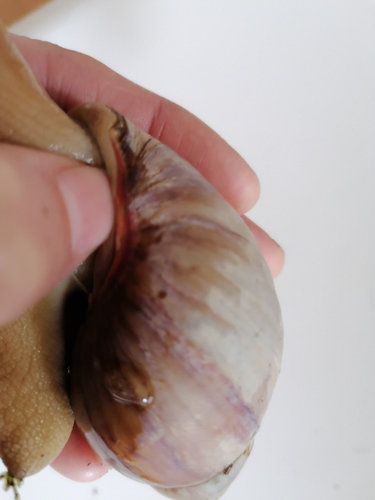 Schnecke 3 Columella.jpg