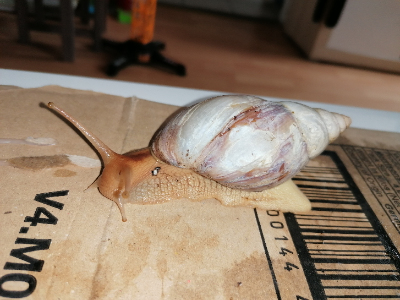 Schnecke 2 seitlich links.jpg