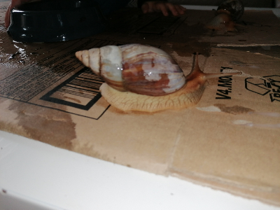 Schnecke 2 seitlich rechts.jpg