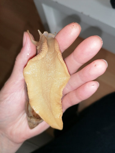 Schnecke 2 Bauchseite.jpg