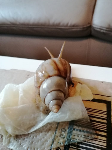 Apex Schnecke 2.jpg