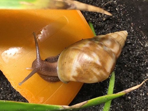 fulica caramell.jpeg