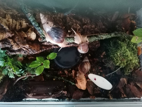 IMG_20200719_180852 alle.jpg