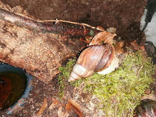 IMG_20200806_214359 die kleine.jpg