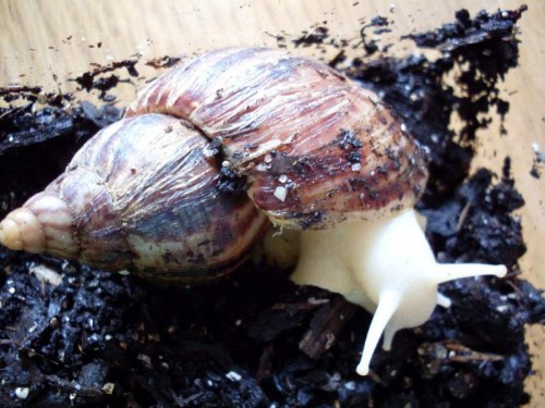 Schnecke 005.jpg