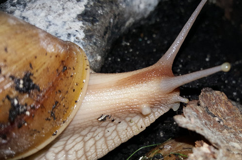 Schneckenknubbel 1.jpg