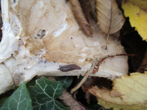 20201115_5814g.jpg