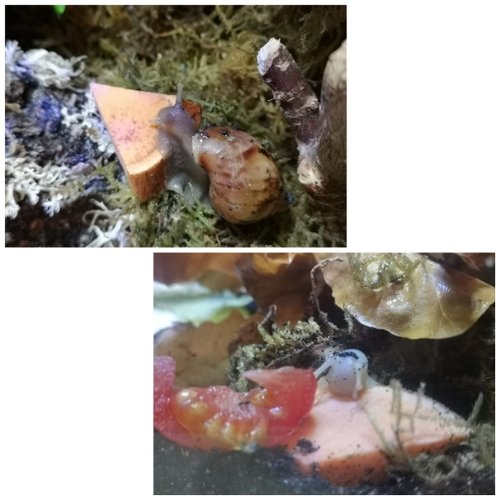 CollageMaker_20201119_202535746.jpg
