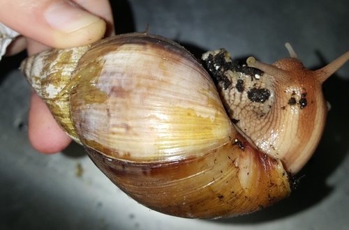 Schnecke 1.2.jpg