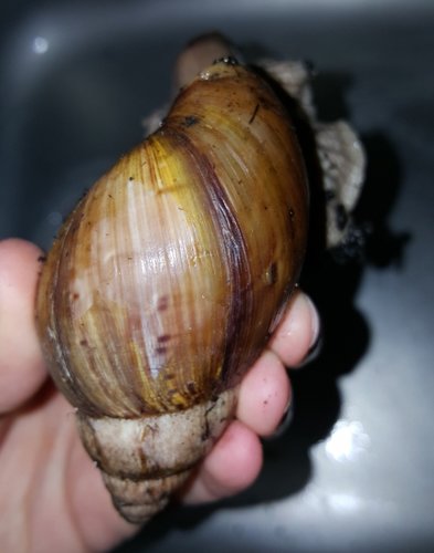 Schnecke 2.1.jpg