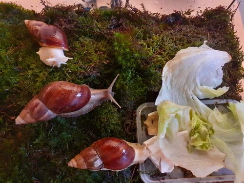 WhatsApp Image 2020-12-25 at 19.43.11.jpeg