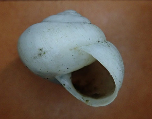 Fruticicola fruticum (Genabelte Strauchschnecke) 201228 Kiesgrube Krassow (03)_tn.jpg