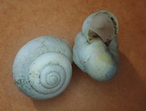 Fruticicola fruticum (Genabelte Strauchschnecke) 201228 Kiesgrube Krassow (04)_tn.jpg