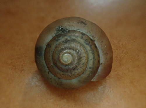 Fruticicola fruticum (Genabelte Strauchschnecke) 201228 Kiesgrube Krassow (05)_tn.jpg