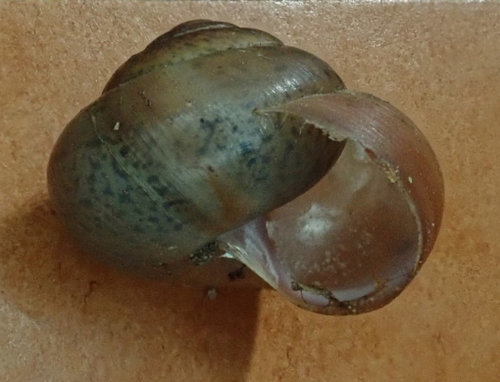 Fruticicola fruticum (Genabelte Strauchschnecke) 201228 Kiesgrube Krassow (07)_tn.jpg