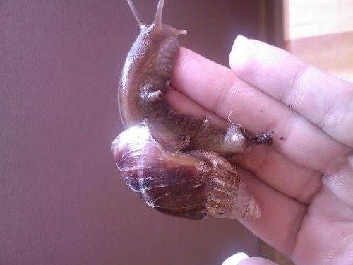 schnecke1.JPG