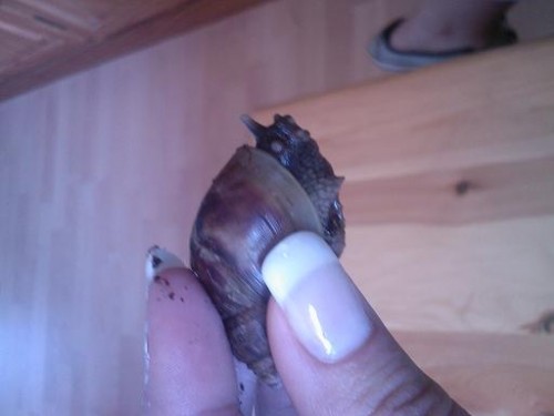Schnecke2.JPG
