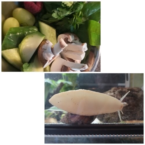 CollageMaker_20210113_225729425.jpg