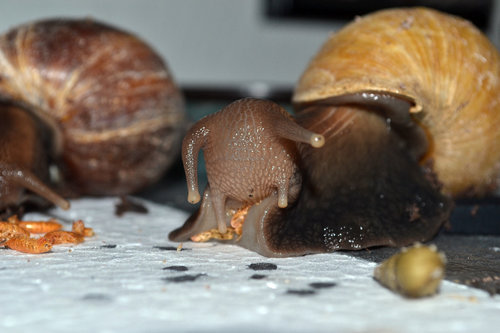 DSC_6486.JPG