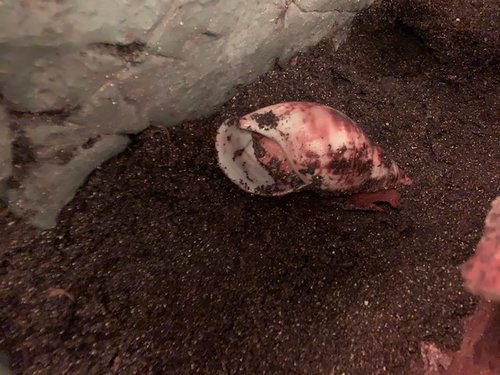 Schnecke.jpg