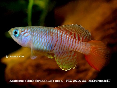 Adiniops spec. FTZ 10-22, Makurunge II.jpg