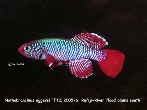 Nothobranchius eggersi FTZ 05-6, Rufiji-River flood plains south t.jpg