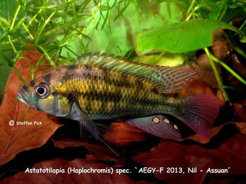 Astatotilapia spec. AEGY-F 2013-2, Nil - Assuan t.jpg
