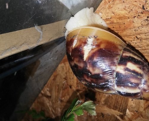 07.04.21 Linchen.jpg