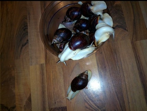 IMG_20210408_220123.png